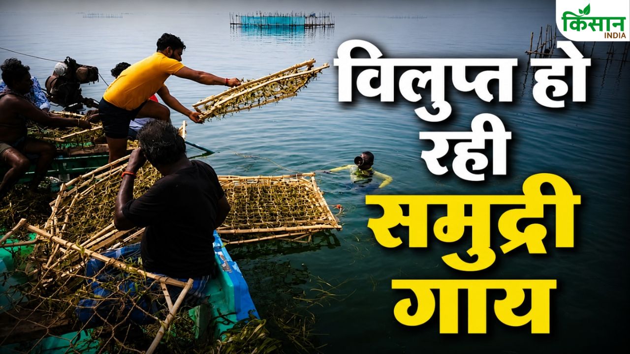 India Dugong Conservation Samudri Gay Only 200 Left Government Mega Campaign