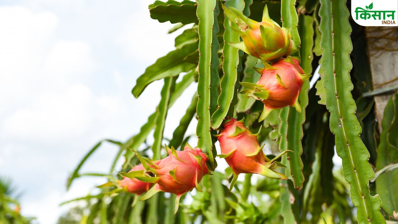 Dragon Fruit Farming Monsoon Care Tips For Fungus Protection