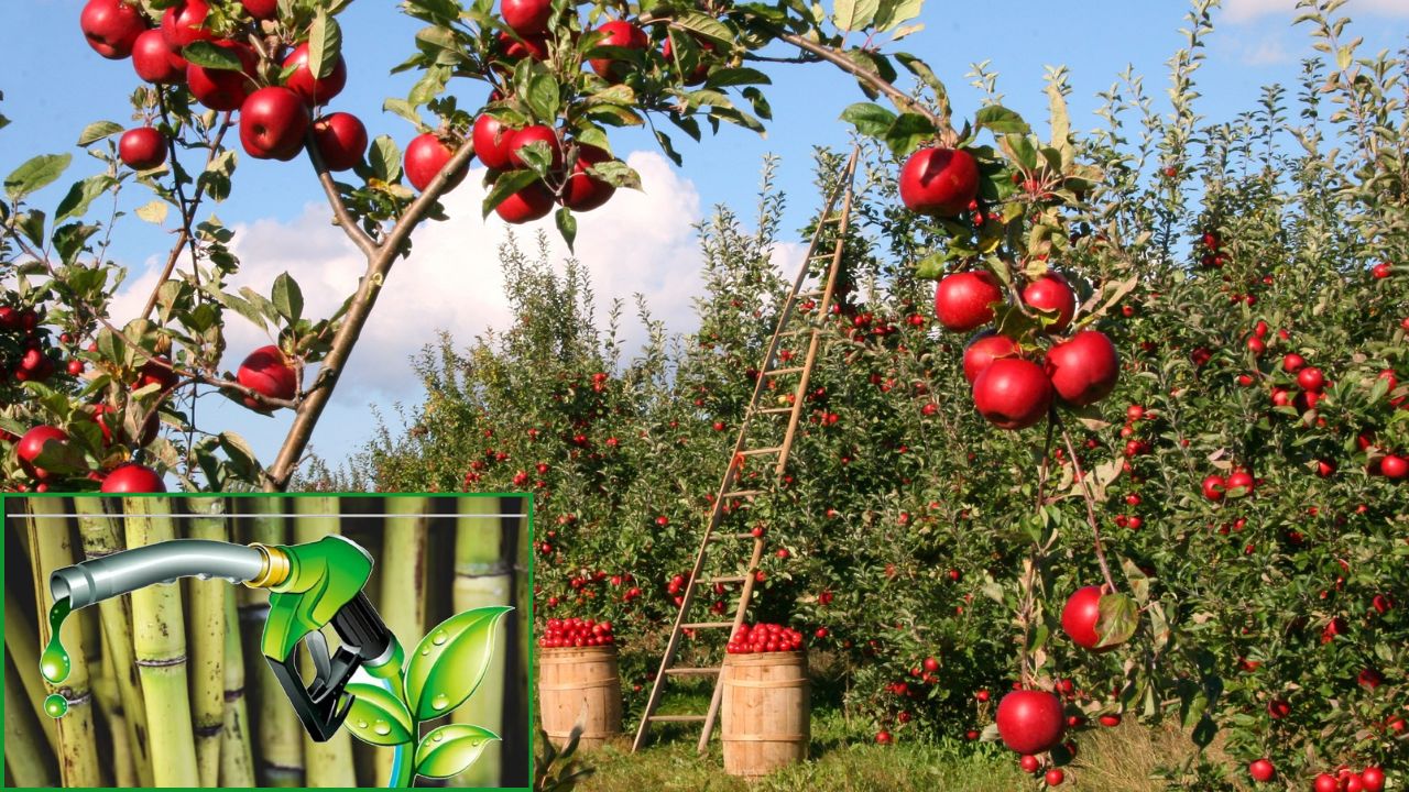 Himachal Pradesh Apple Farmers E20 Petrol Weakens Machines Farming Costs Increase