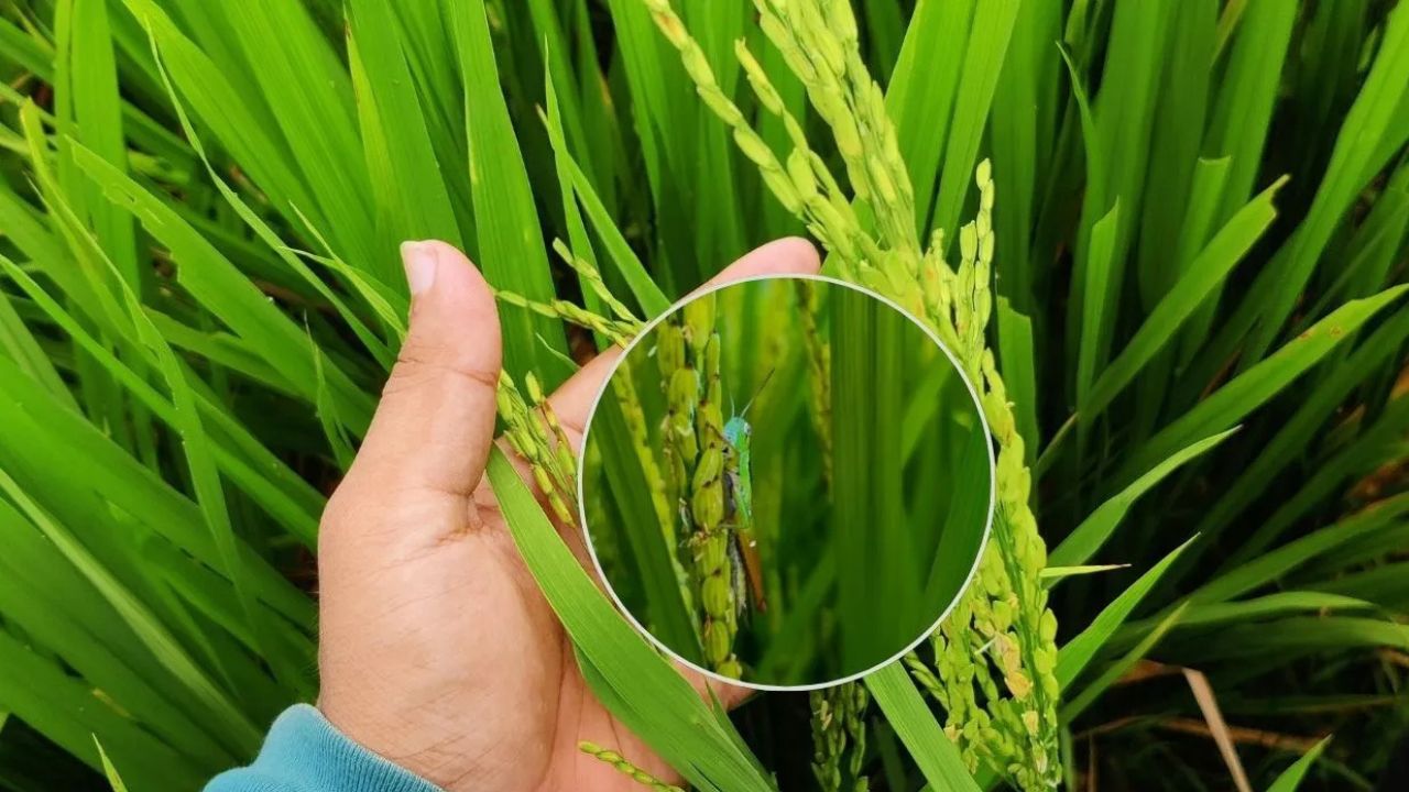 Dangerous Southern Rice Black Streaked Dwarf Virus Spreads In Paddy Fields Haryana News