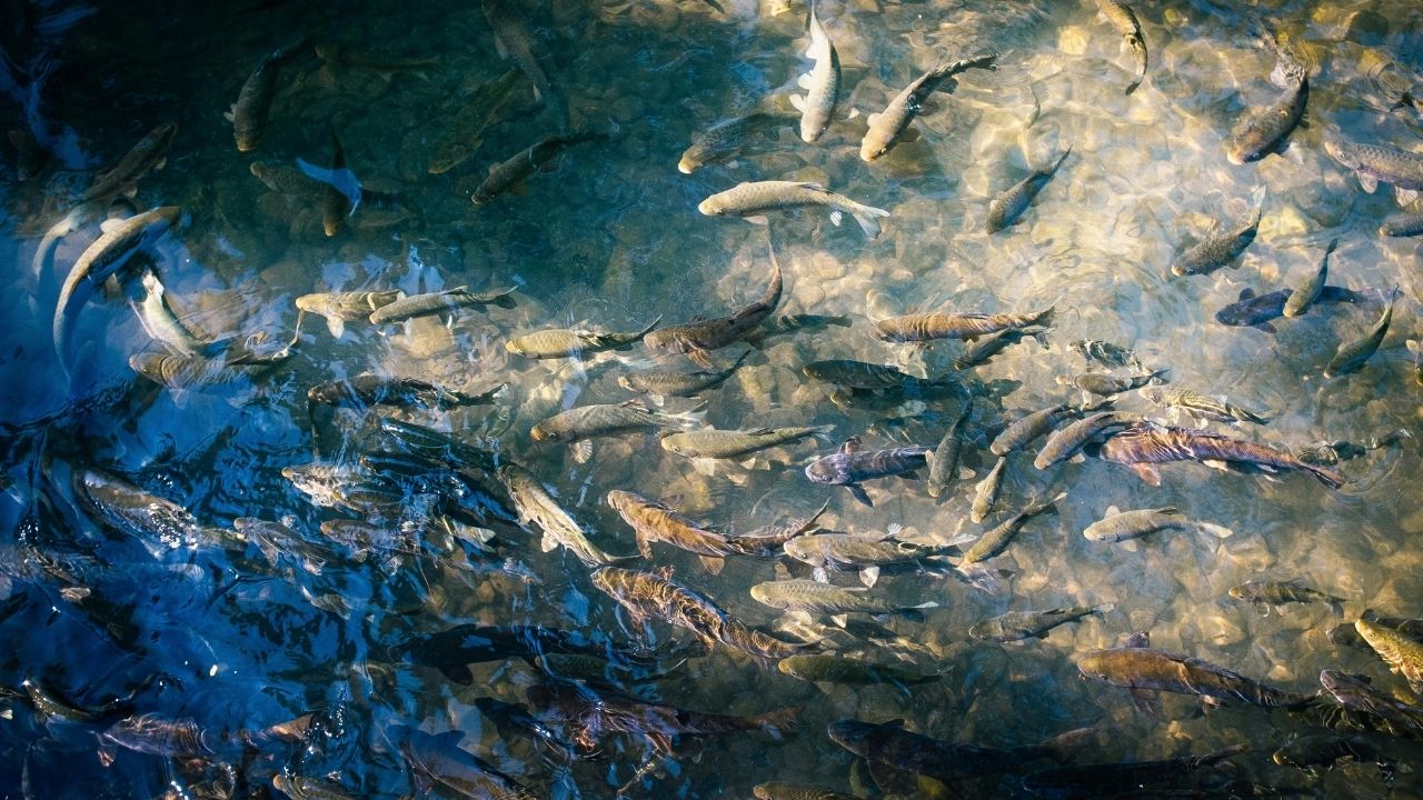 Government Announces Development Of 500 Reservoirs Amrit Sarovars To Boost Fish Farming