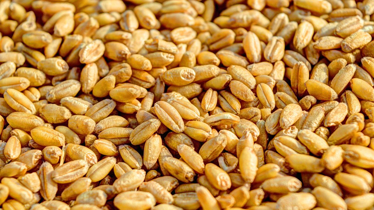 Poor Quality Wheat Distributed At Several Ration Depots In Haryana Sirsa District