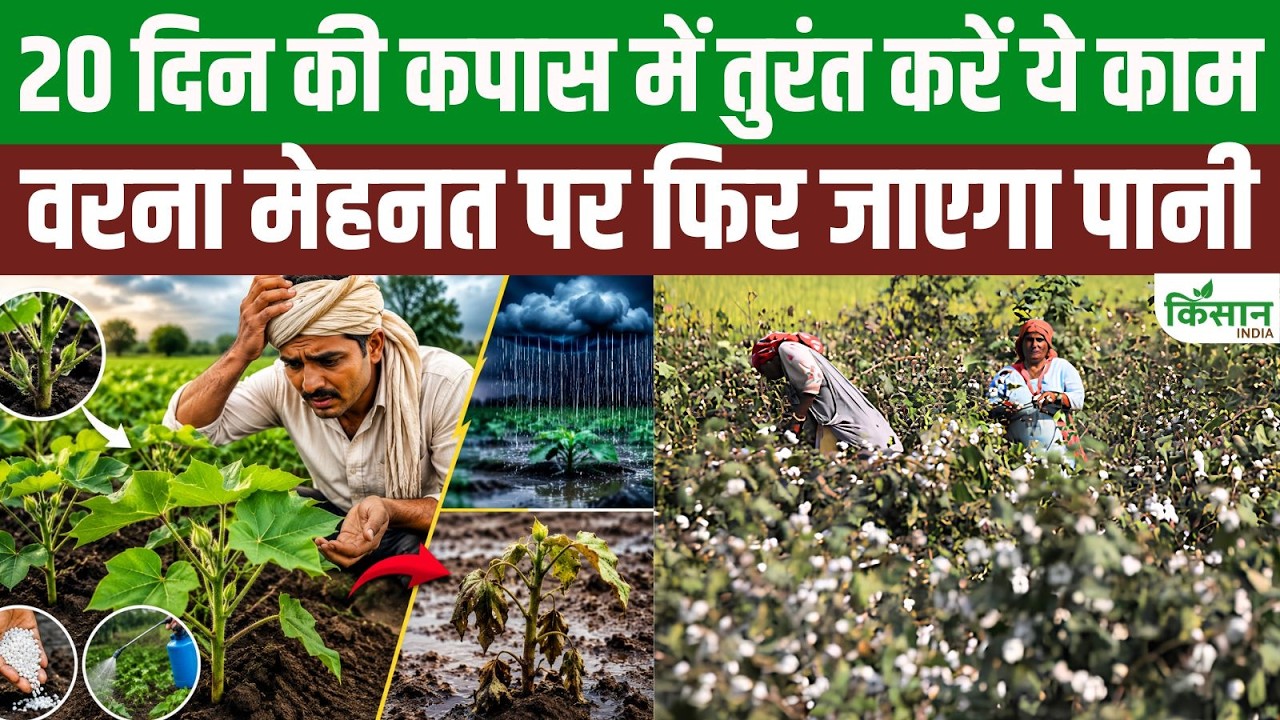 Cotton Crop Weed Control 20 25 Days Method Increases Yield