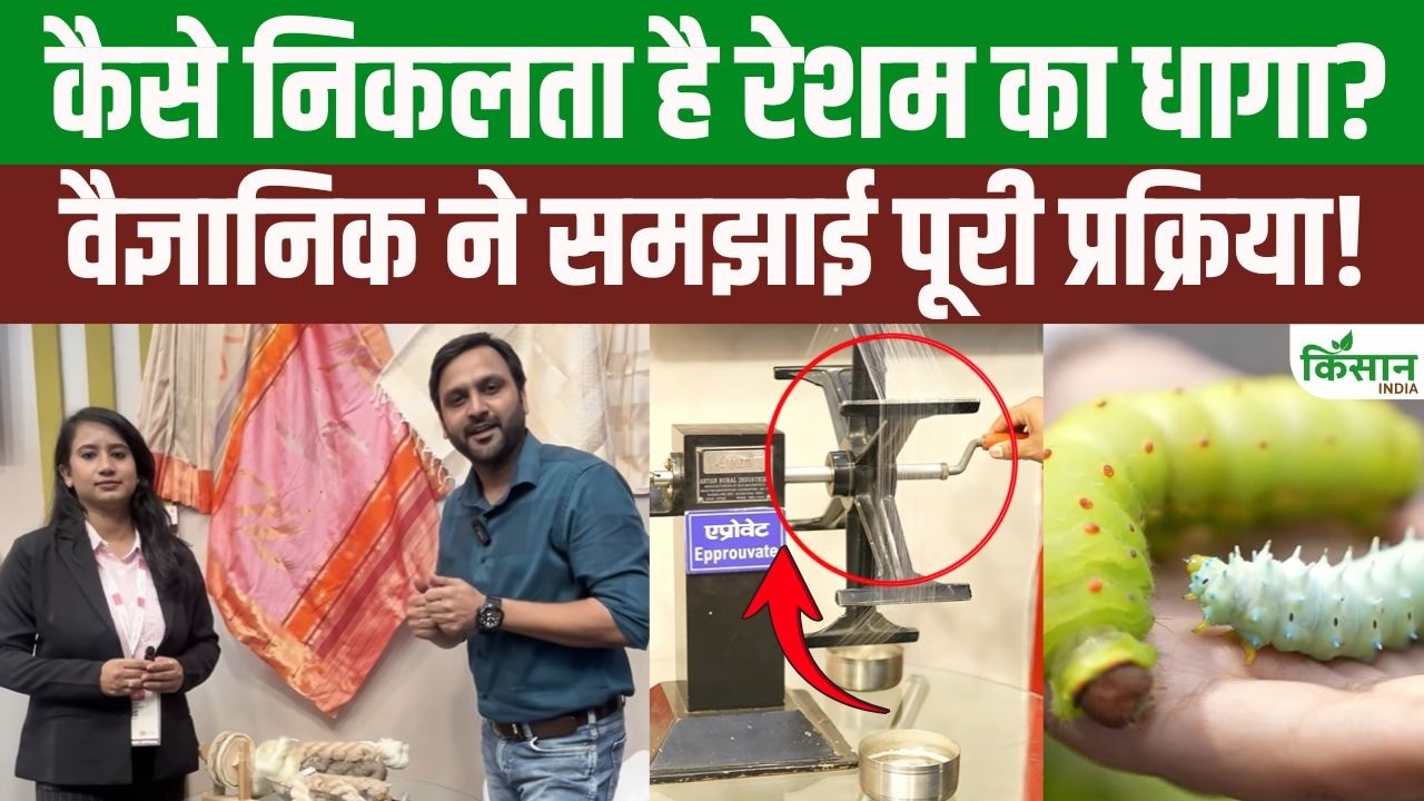 Entire Journey From Cocoon Silk Thread Scientist Reveals Truth About Why Eri Cocoon Is So Special