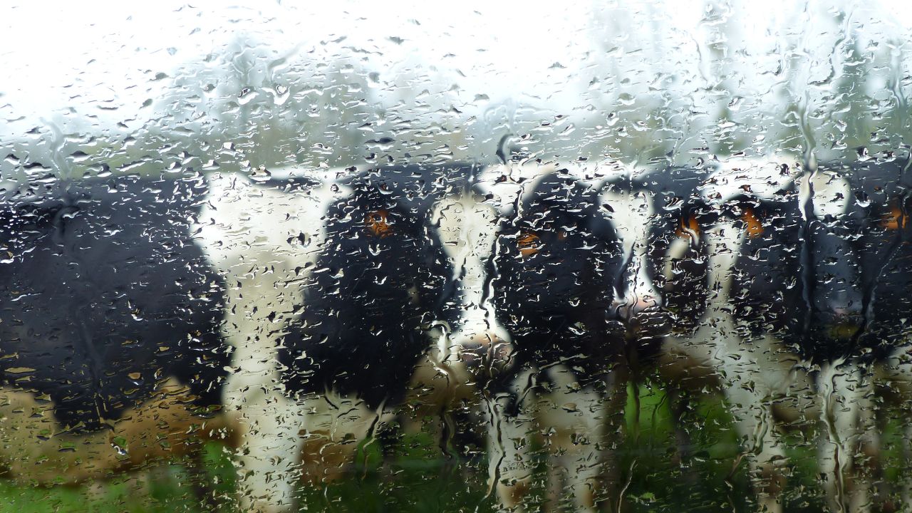 Tip Of The Day Monsoon Livestock Care Tips 6 Mistakes Dairy Farmers Should Avoid To Protect Milk Production