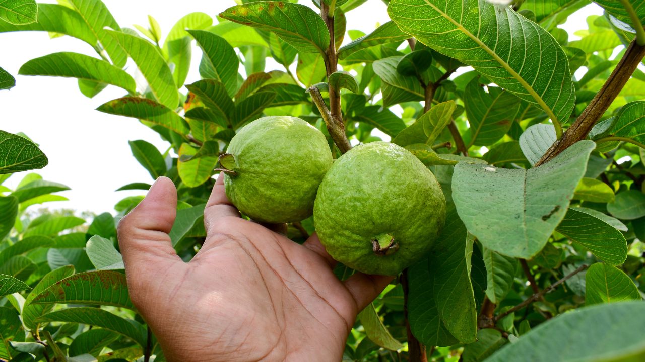 Best Time To Plant Guava In July Expert Tips For High Yield Guava Farming For Better Winter Harvest
