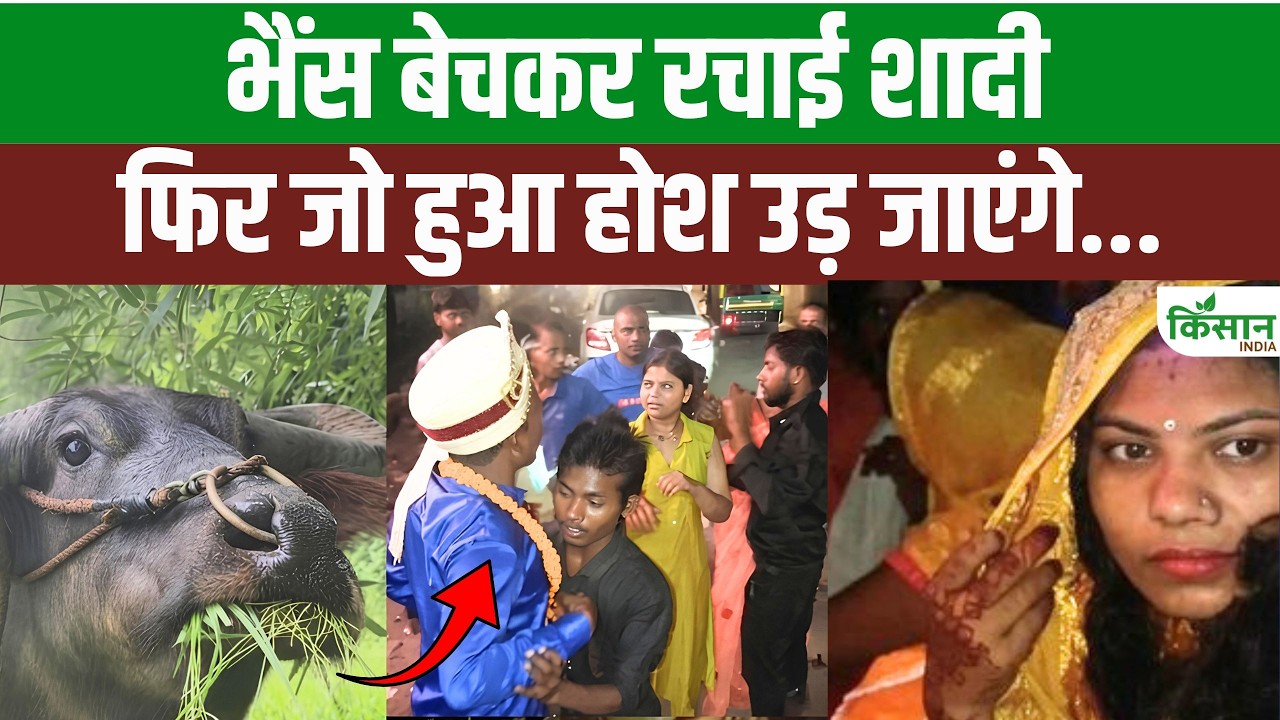Buffalo Sold Fund Wedding Fortune Changed Soon Bride Arrived Home Viral Video From Samastipur