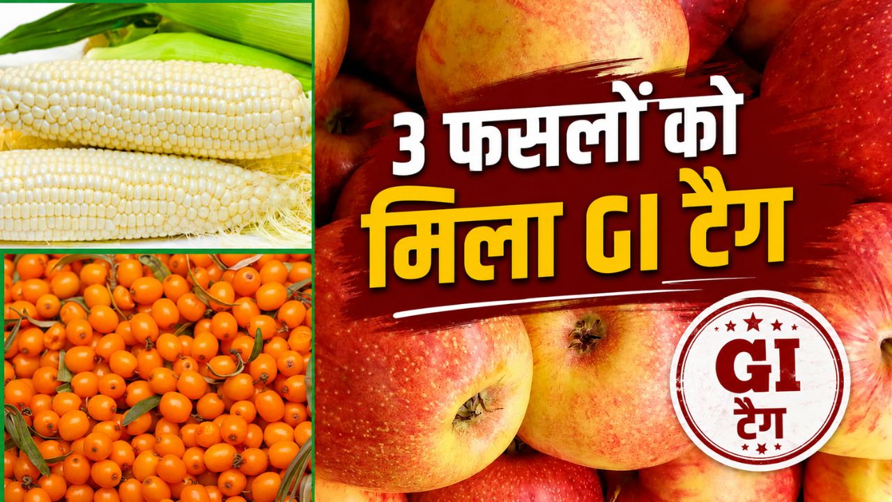 8 Himachal Products Get Gi Tag Now Kinnauri Apple And White Maize Will Get New Identity
