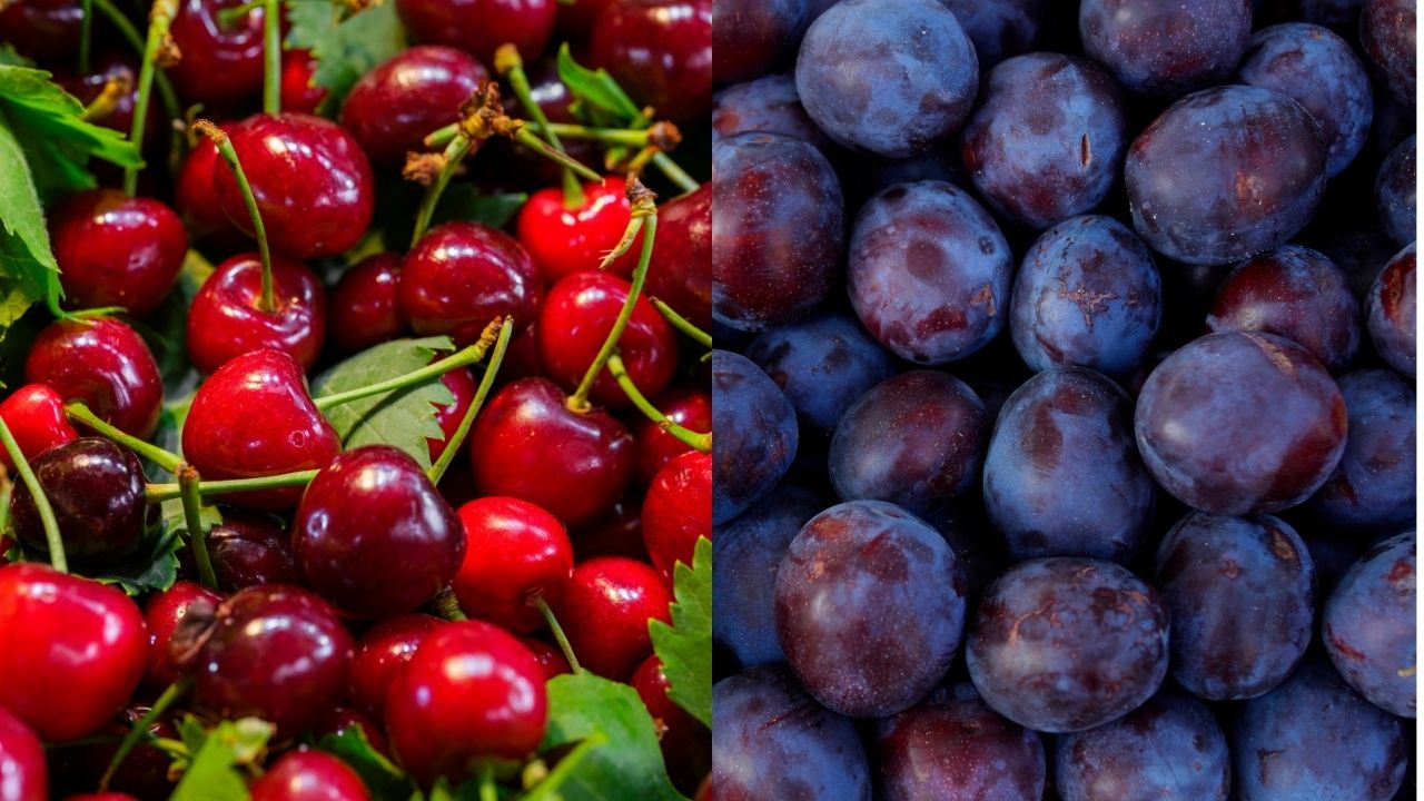 Kashmir Premium Areko Cherries Scentrose Plums Exported To Singapore Apeda Boosts Farmers Income