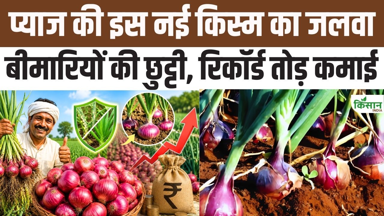 Onion Farmers New Bhima Dark Red Variety Available Online It Helps To Produce 22 Tonne Yield In 100 Days