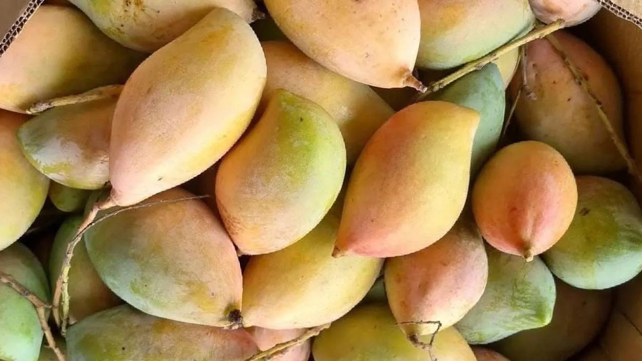 Karnataka Totapuri Mango Prices Fall Rate Of Rs 3 Per Kg Farmers Are Suffering Losses