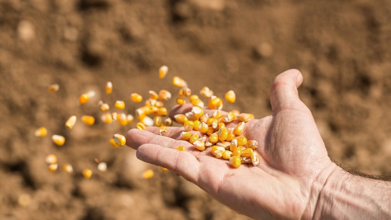 Maharshtra Kharif Sowing Reaches 80 Percent After July Rains Soybean Cotton In Final Stage