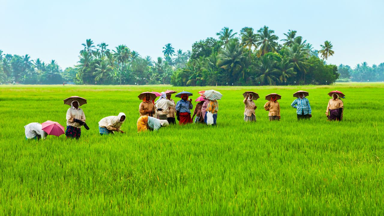 Tobacco Production Target In Andhra Pradesh Reduced By 43 Percent Farmers Tension Increased