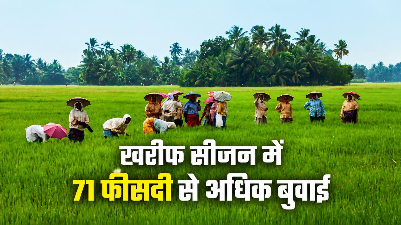 Kharif Crop Sowing Picks Up Pace Area Reaches 787 Lakh Hectares Paddy Cultivation