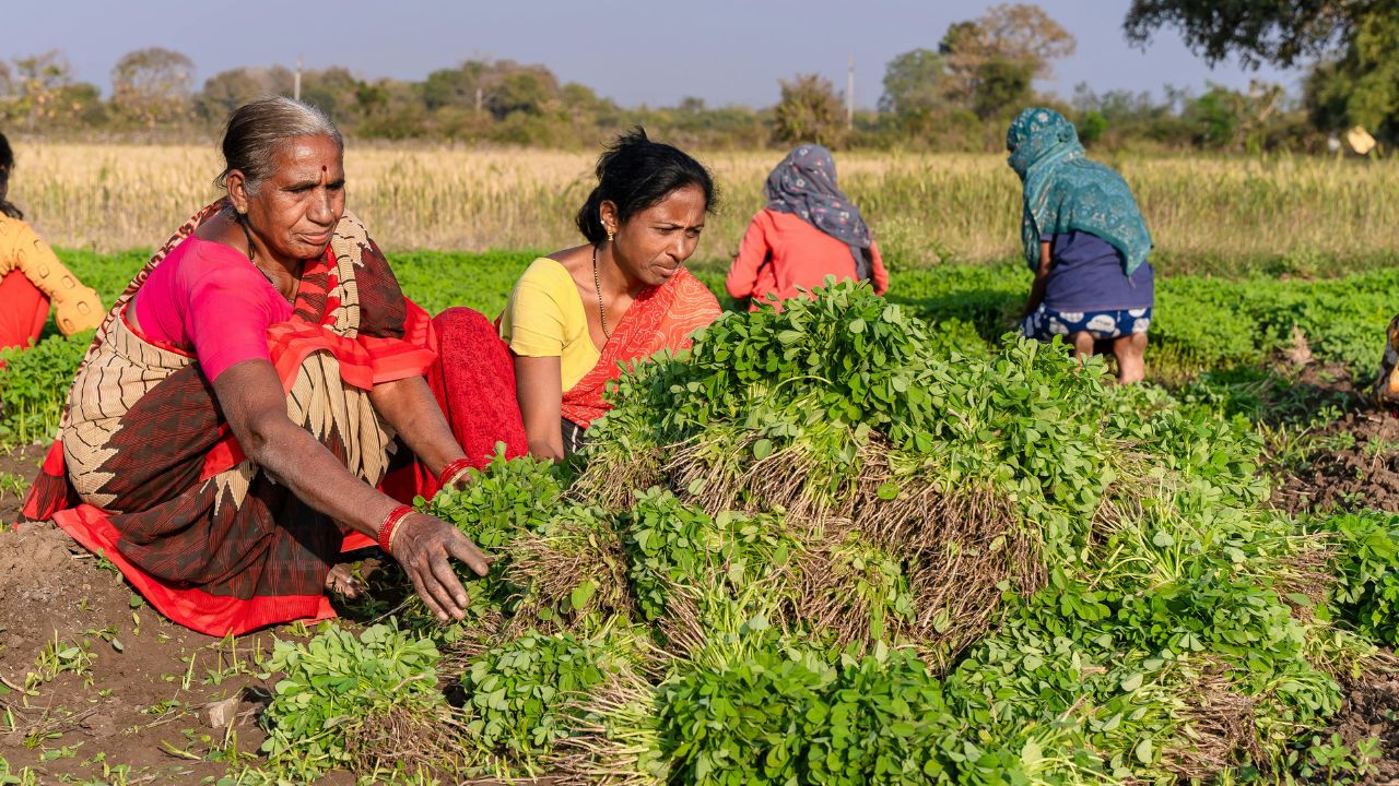 हरियाणा में शुरू होगी किसान कल्याण रथ यात्रा, 6600 गांवों तक पहुंचेगी खेती की नई तकनीक