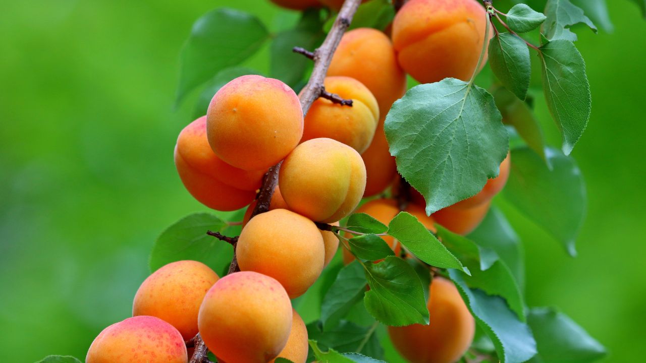 Ladakh Apricot Export To Uae First Consignment Sent To Dubai Farmers To Get Better Price