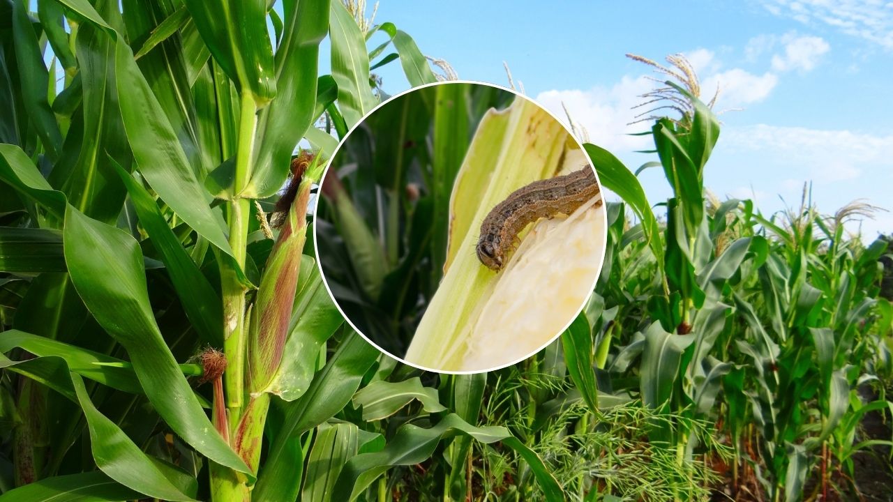 Advisory For Maize Farmers Farmers Should Immediately Do This To Protect Themselves From Fall Armyworm