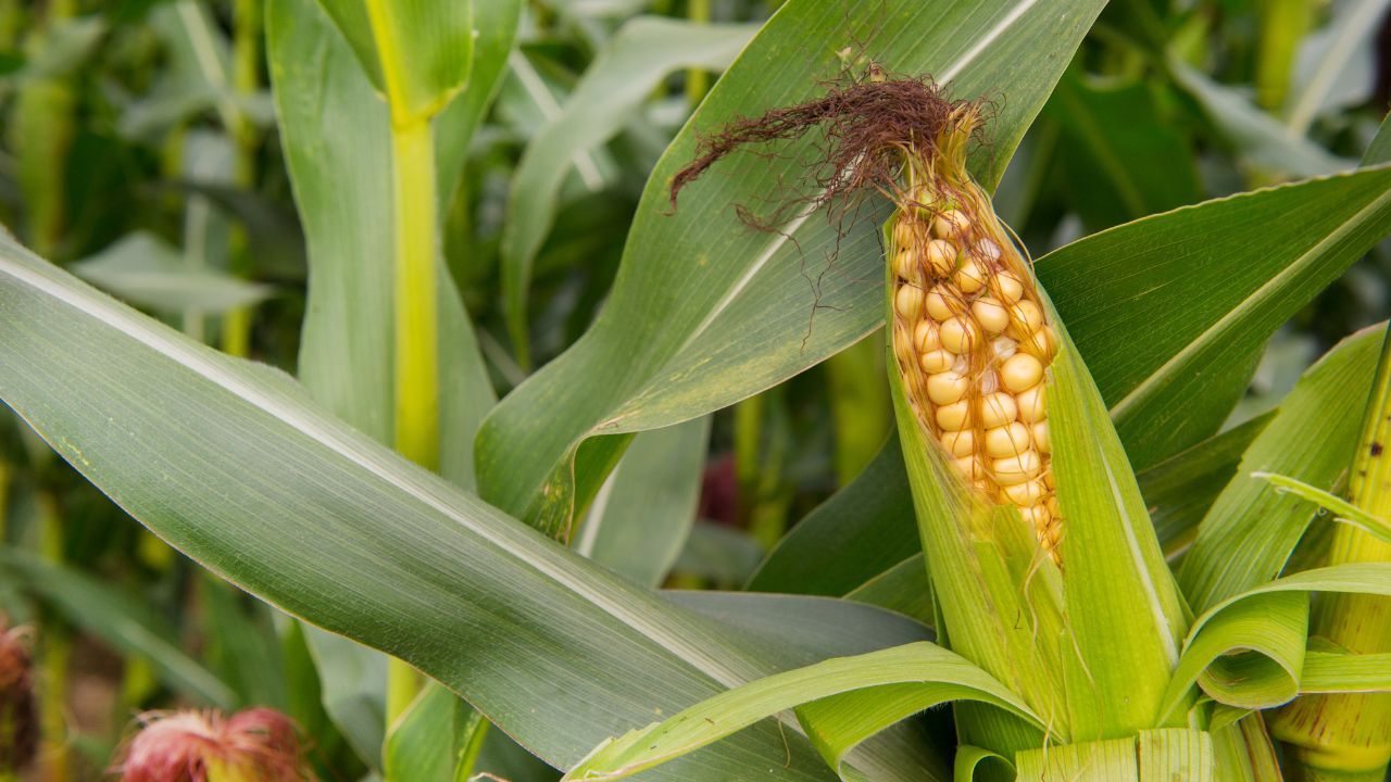 Maize Farming Tips 2026 How To Grow Sweet Corn Baby Corn For Higher Yield Profit Makke Ki Kheti Ke Tips