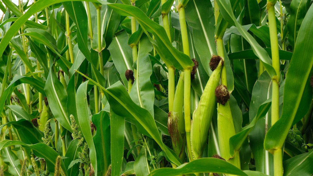 Maize Sowing Maize Cultivation Maize Acreage Declining In The Country