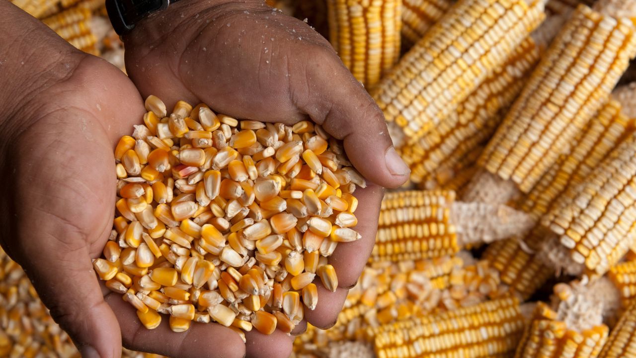 Tamil Nadu Agricultural University Has Released Price Estimates For Maize Farmers