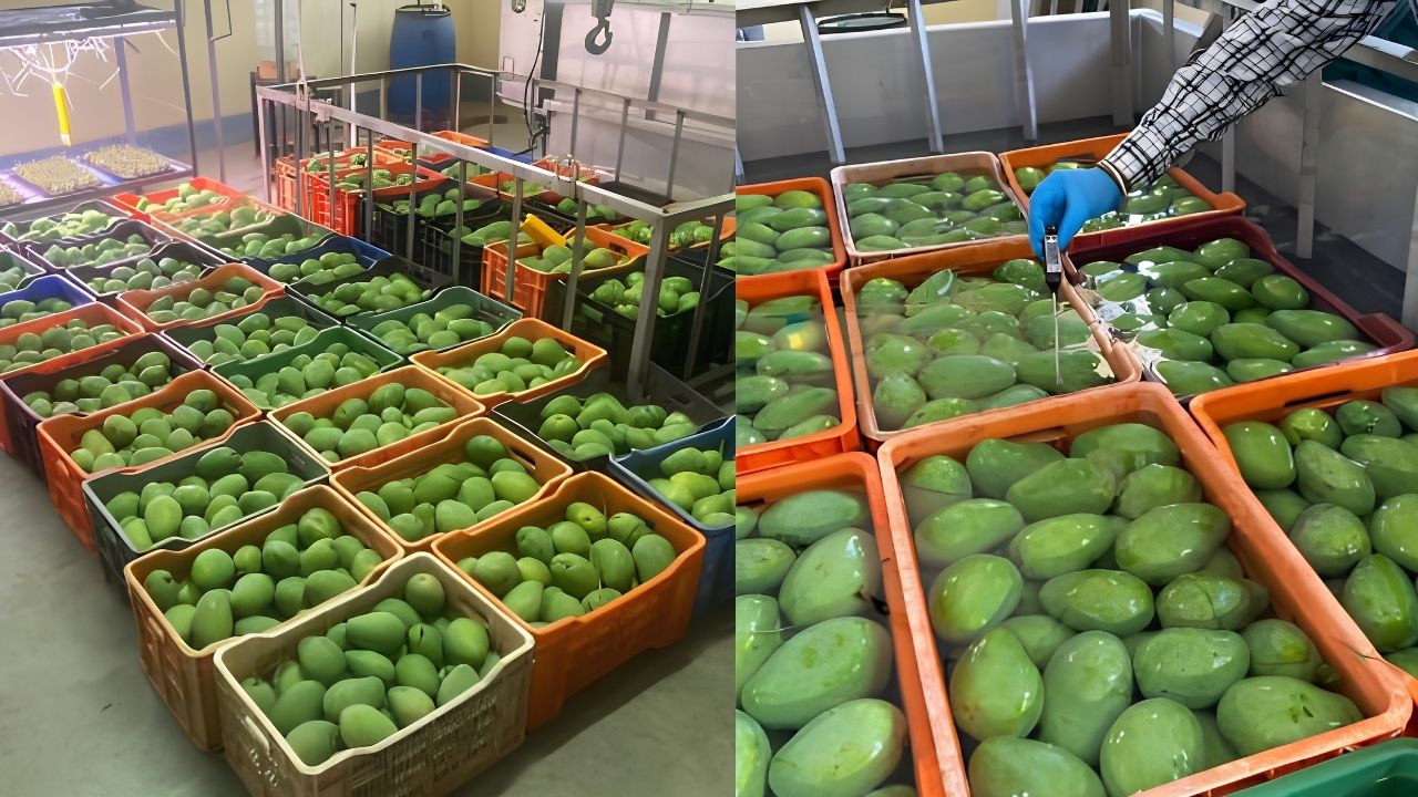 Icar Iihr Develops New Hot Water Treatment Protocol For Mango Export To Control Fruit Fly Anthracnose