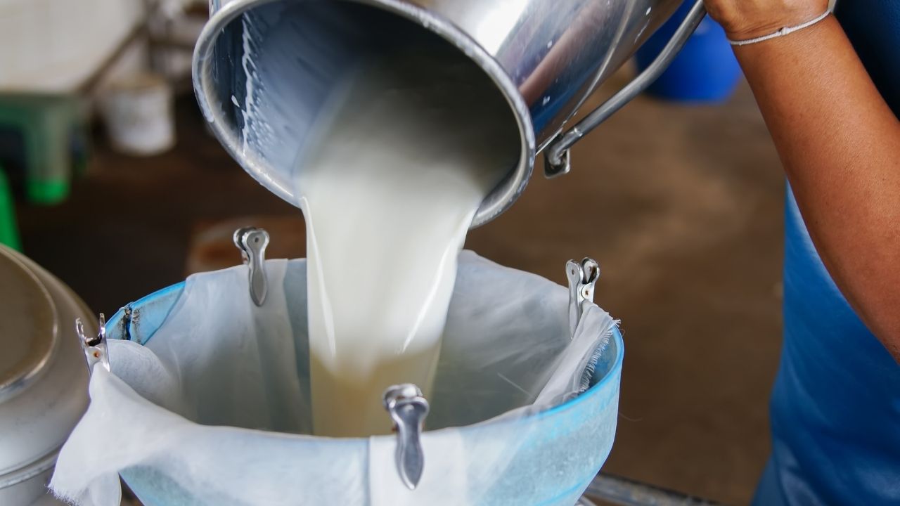 Milk Msp Update Government Clarifies No Plan For Minimum Support Price In Parliament