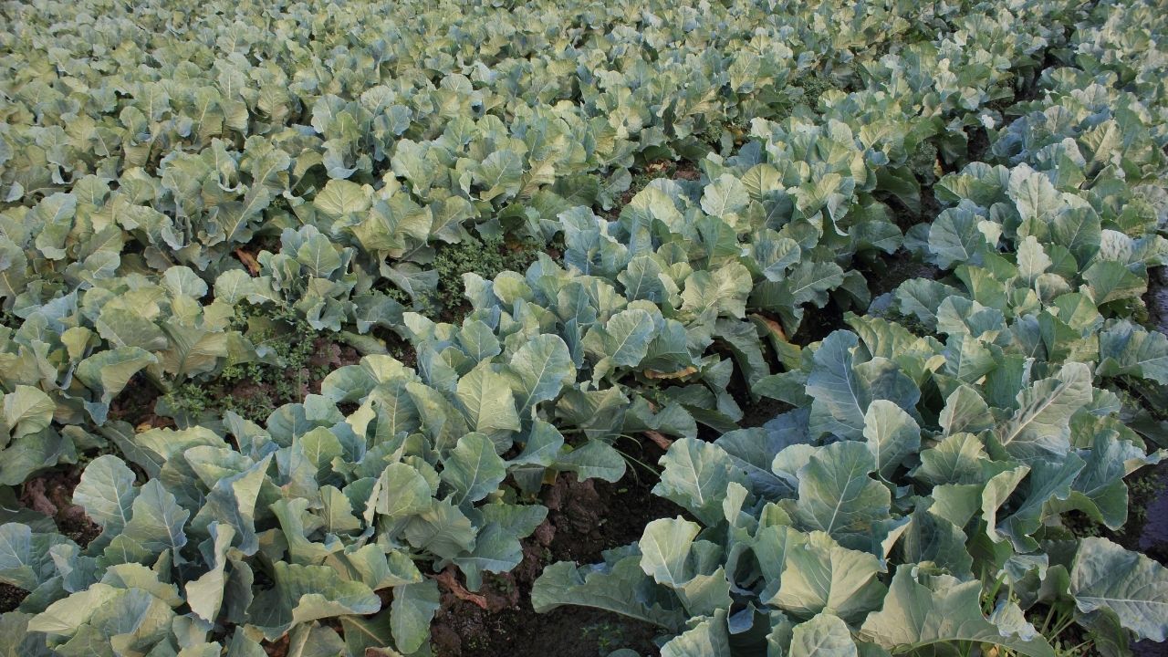 Monsoon Cauliflower Cabbage Vegetable Farming Tips To Get High Yield Better Profit