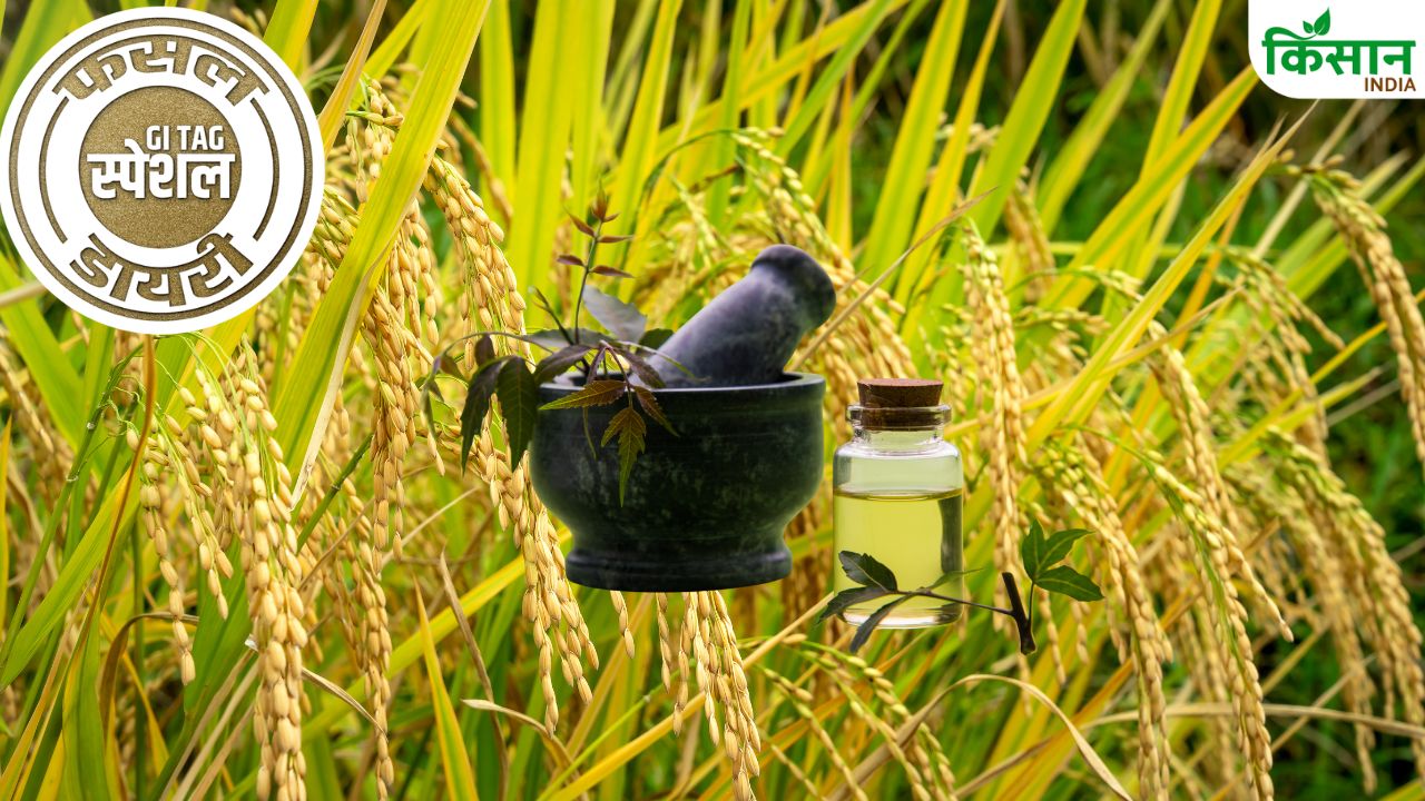 Gi Tag Special Story Navara Rice Cultivation And Its Speciality