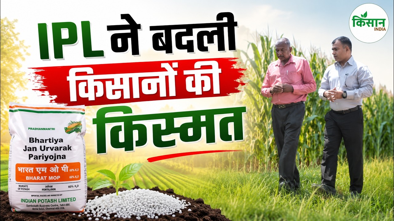 Ipl Works Wonders In Farming New Technology Boosts Production And Farmers Profits Have Doubled