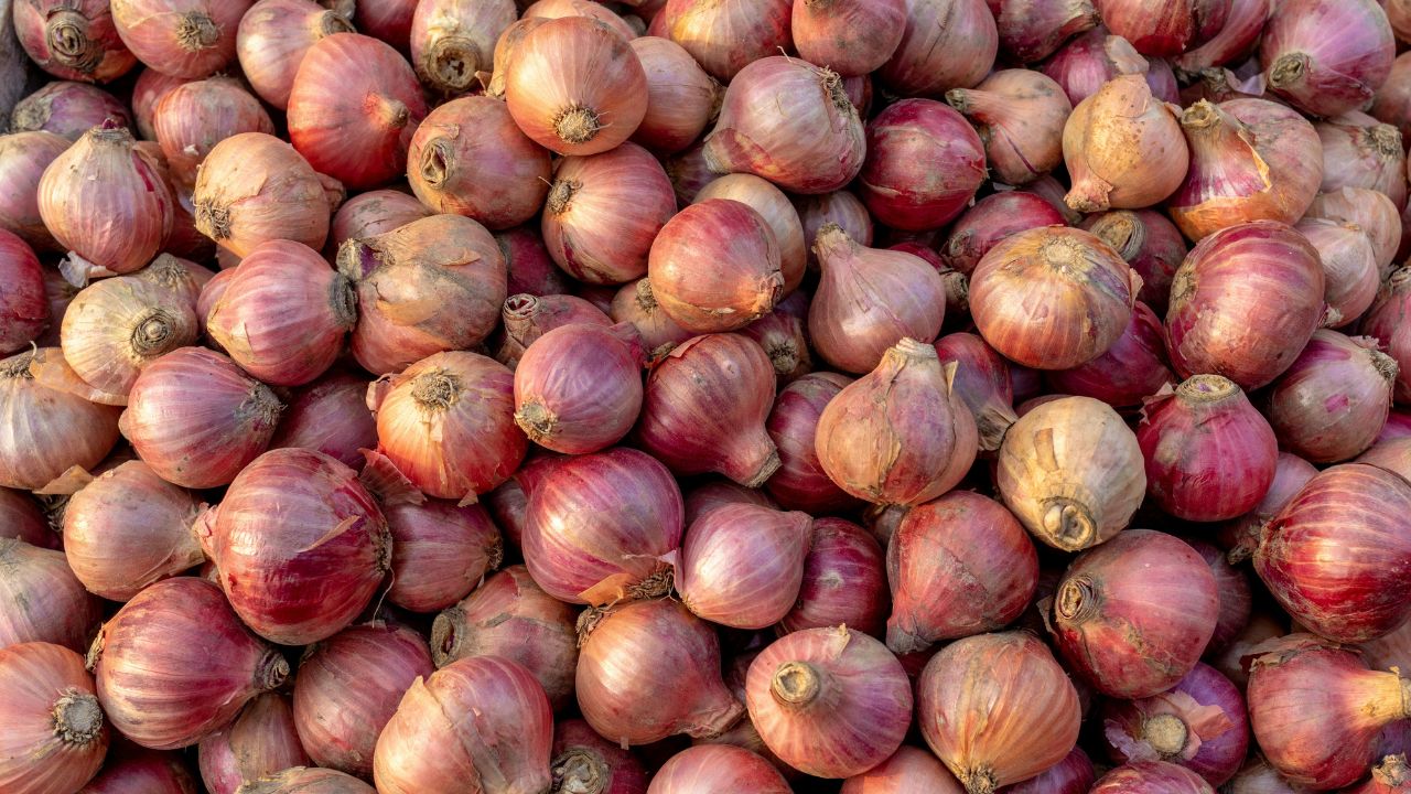 Tamil Nadu Agricultural University Has Issued An Important Advisory For Farmers Growing Small Onions