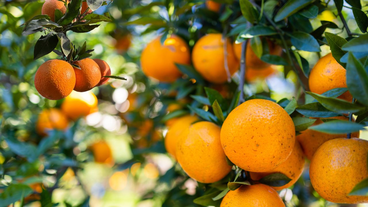 Intense Heat Threatens Fruit Crops Punjab Agricultural University Offers Important Advice To Farmers
