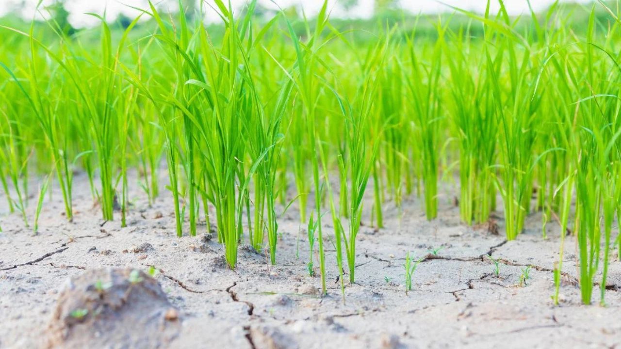 Paddy Farming Andhra Pradesh Irrigation Shortage Paddy Farming