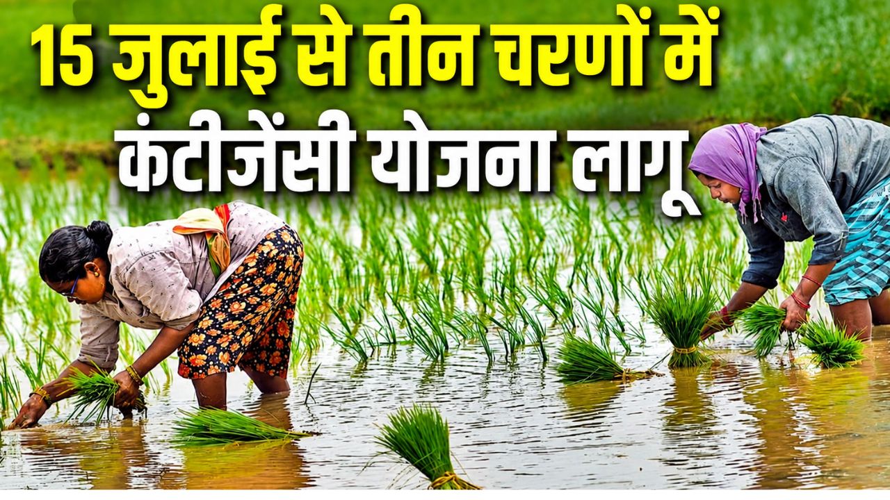 Telangana Government Implement Three Phase Contingency Plan For Paddy Cultivation From July 15