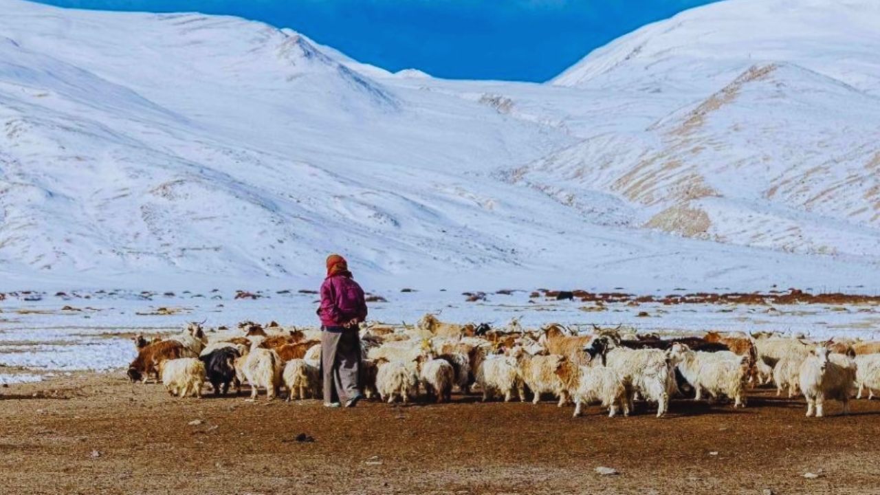 Ladakh Pashmina Development Board Approves Pli Scheme For 25 Percent Production Incentive Revolving Fund For Herders 2026