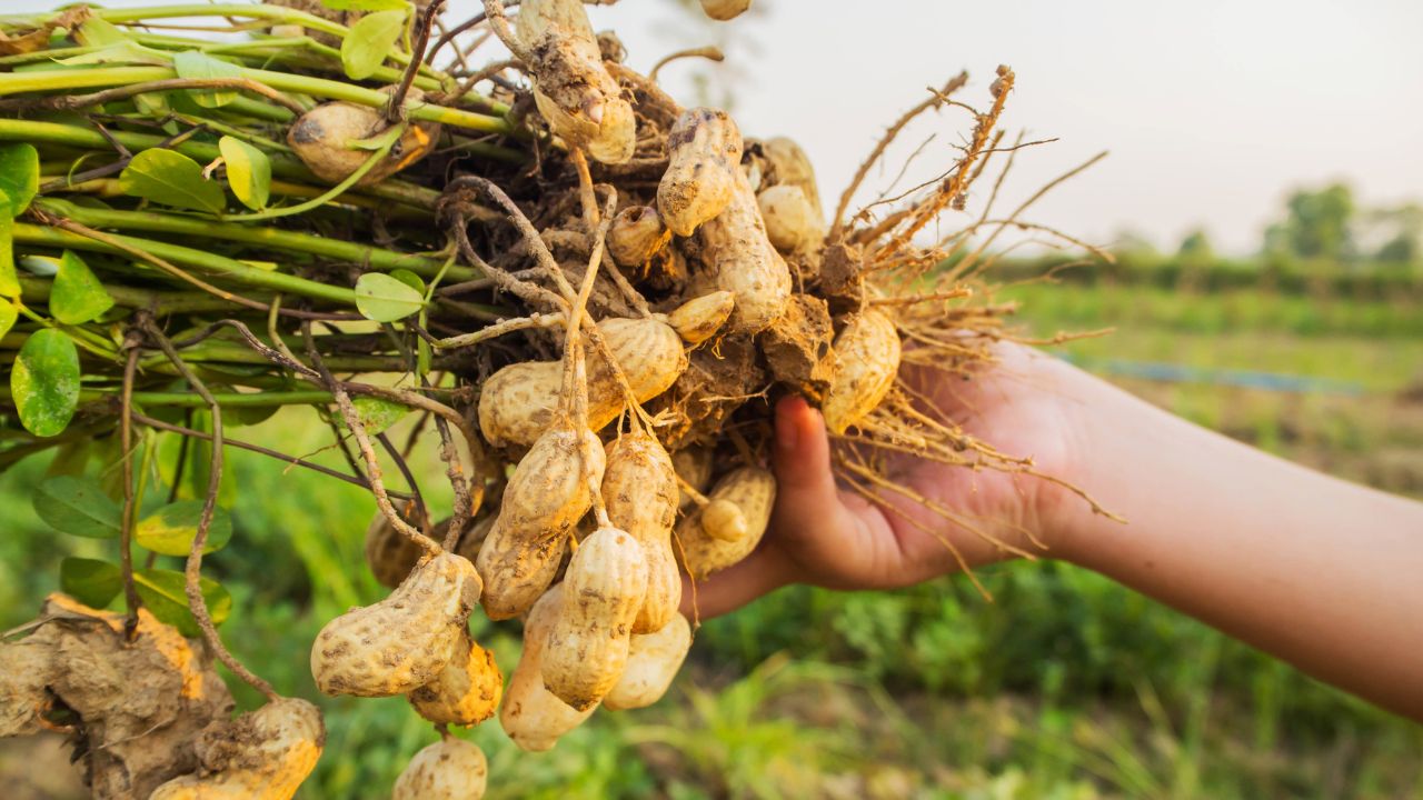 Dharmapuri District Tamil Nadu Groundnut Crop Irrigation Shortage