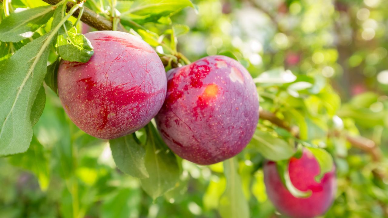 Kashmir Plum Crop Damaged By Hailstorm Farmers Facing Loss As Market Prices Fall
