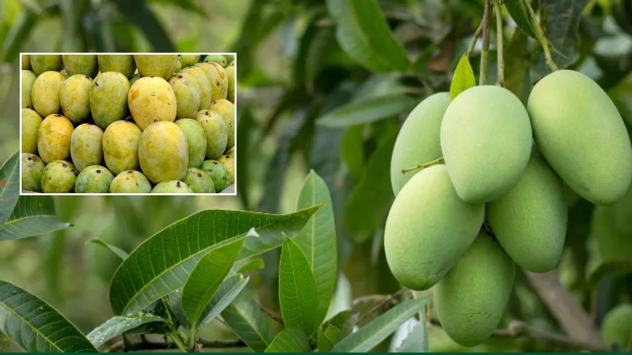 Mango Export Rises Malda Mangoes Win Over Foreign Palates 10 Tonnes Consumed In Just 7 Days With 100 Tonnes Projected For Export