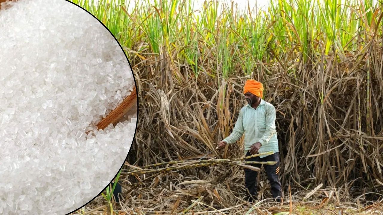 Maharashtra Demand To Hike Sugar Msp And Ethanol Purchase Price And Quota As Export Ban Hurts Sugar Sector