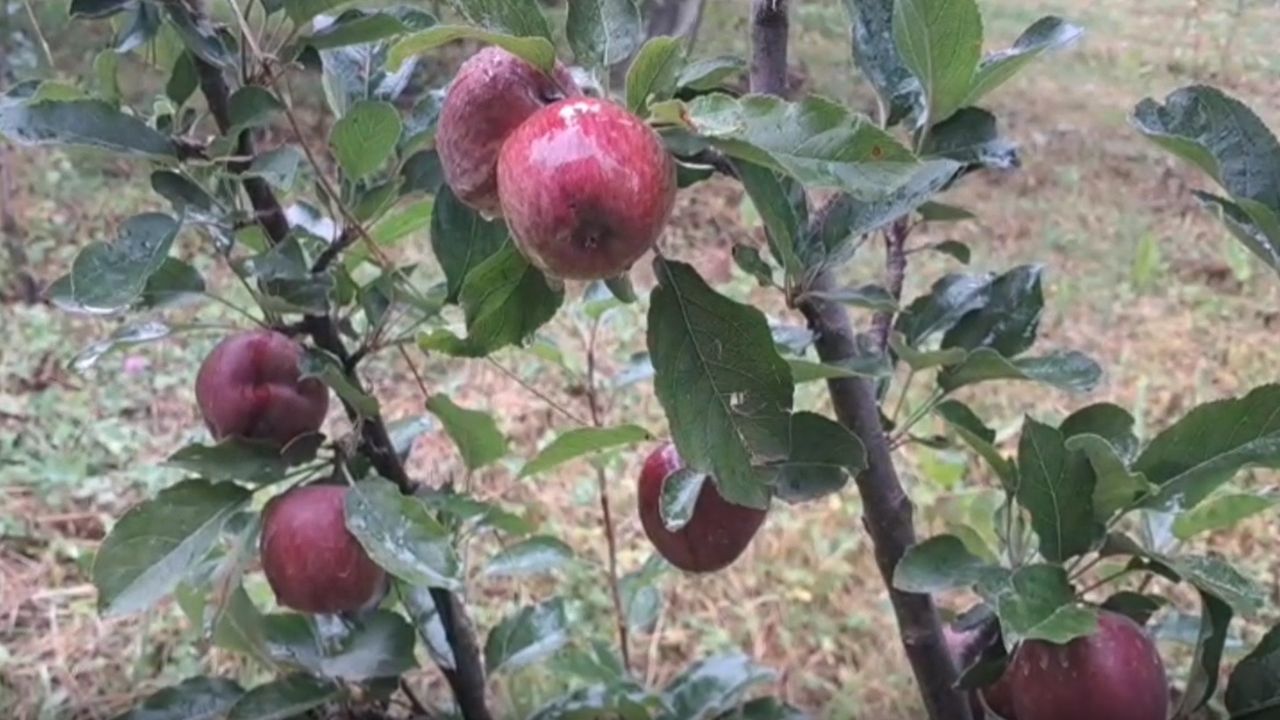 Himachal Pradesh Hailstorm Damaged Apple Production Yields May Drop By 37 Percent Business Worth Rs 5000 Crore Affected