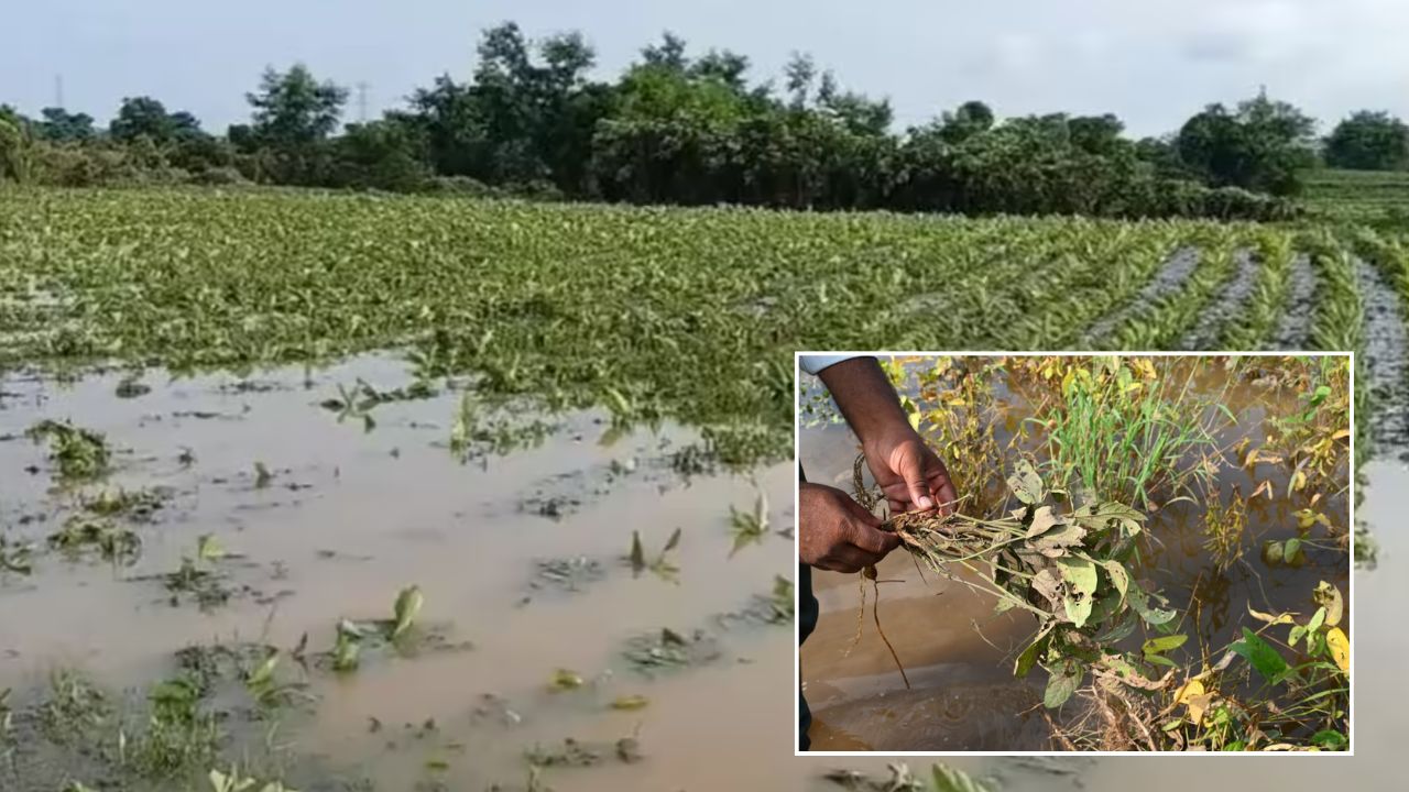 Crops Devastated By Heavy Rains In Rajasthan Maize Moong Millet And Groundnut Crops Submerged In Water