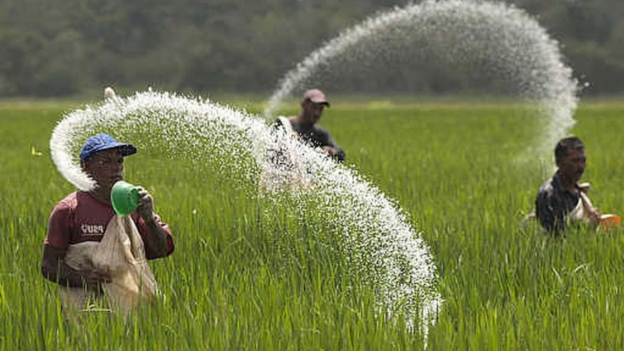 Farmers Shift To Green Manure Has Saved Stocks Of Chemical Fertilizers Chhattisgarh Govt Said No Shortage For Kharif Crops