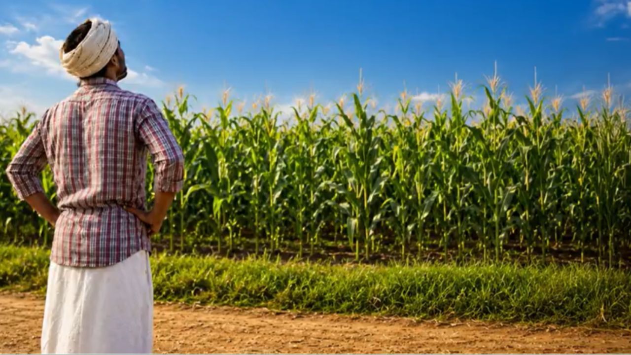 Pm Fasal Bima Yojana Compensation Of Rs 60000 For Damaged Maize And Paddy Crops And Rs 2 Lakh For Tomato Crops Farmers Apply Now