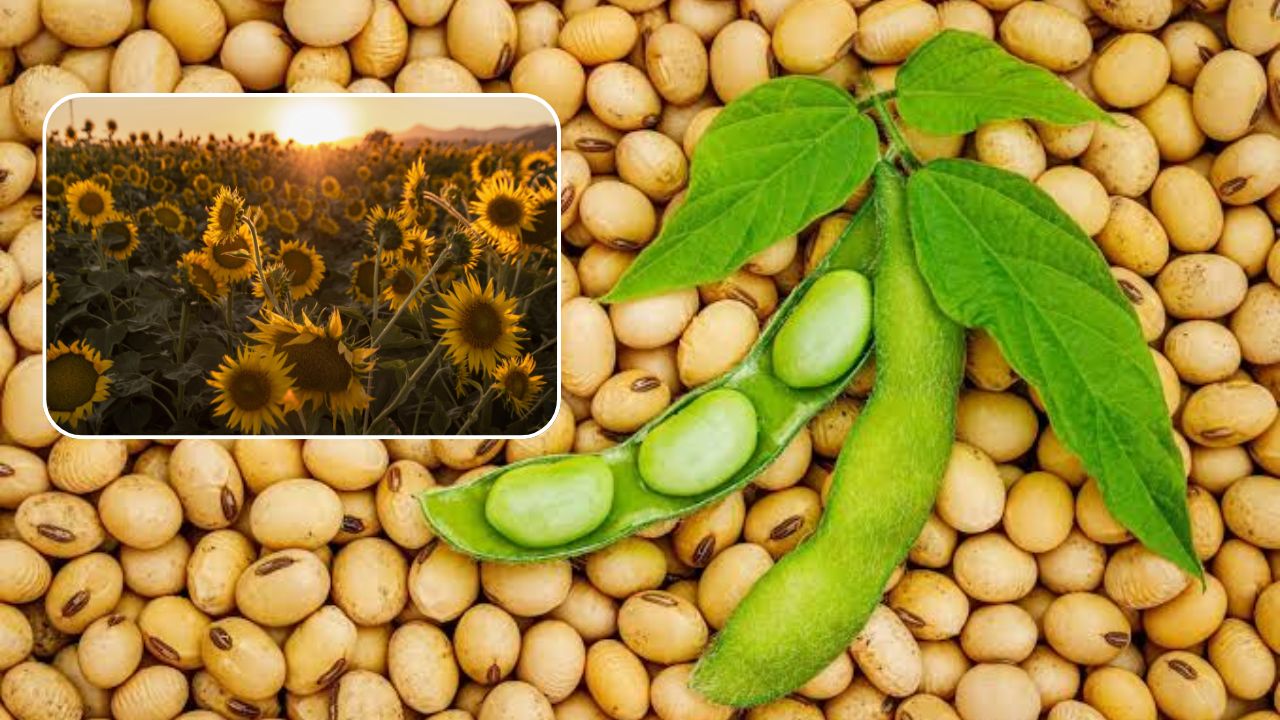 Soybean Not Shown Across 31 Lakh Hectares Sea Concern How Will Edible Oil Demand Be Met By Relying On Sunflower And Castor