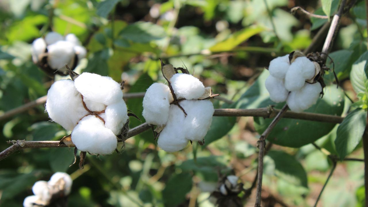 Cotton Sowing Picks Up In July With Arrival Of Monsoon Recovering 23 Percent Deficit Accumulated Before July 30th