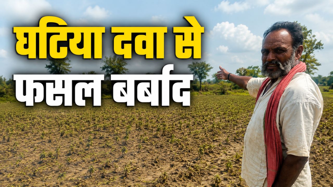 Fake Agri Product Sale In Dhar District Madhya Pradesh Crops Ruined After Applying Seed Treatment Chemicals Plants Failed To Sprout