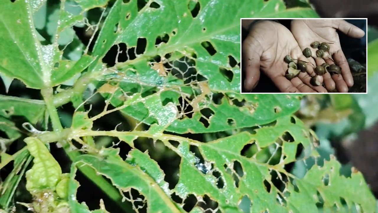 Snails Eat Up Soybean Crops Maharashtra Latur And Dharashiv Farmers Farmers Trying To Protect Their Crops From Snails With Metaldehyde Medicine