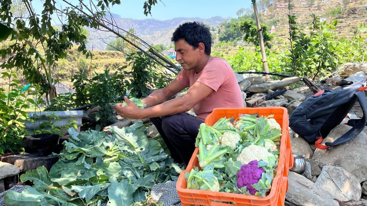 Uttarakhand Success Farmer Naresh Bhatt Earning Over 8 Lakh Profit By Vegetable Farming In Polyhouse Technique