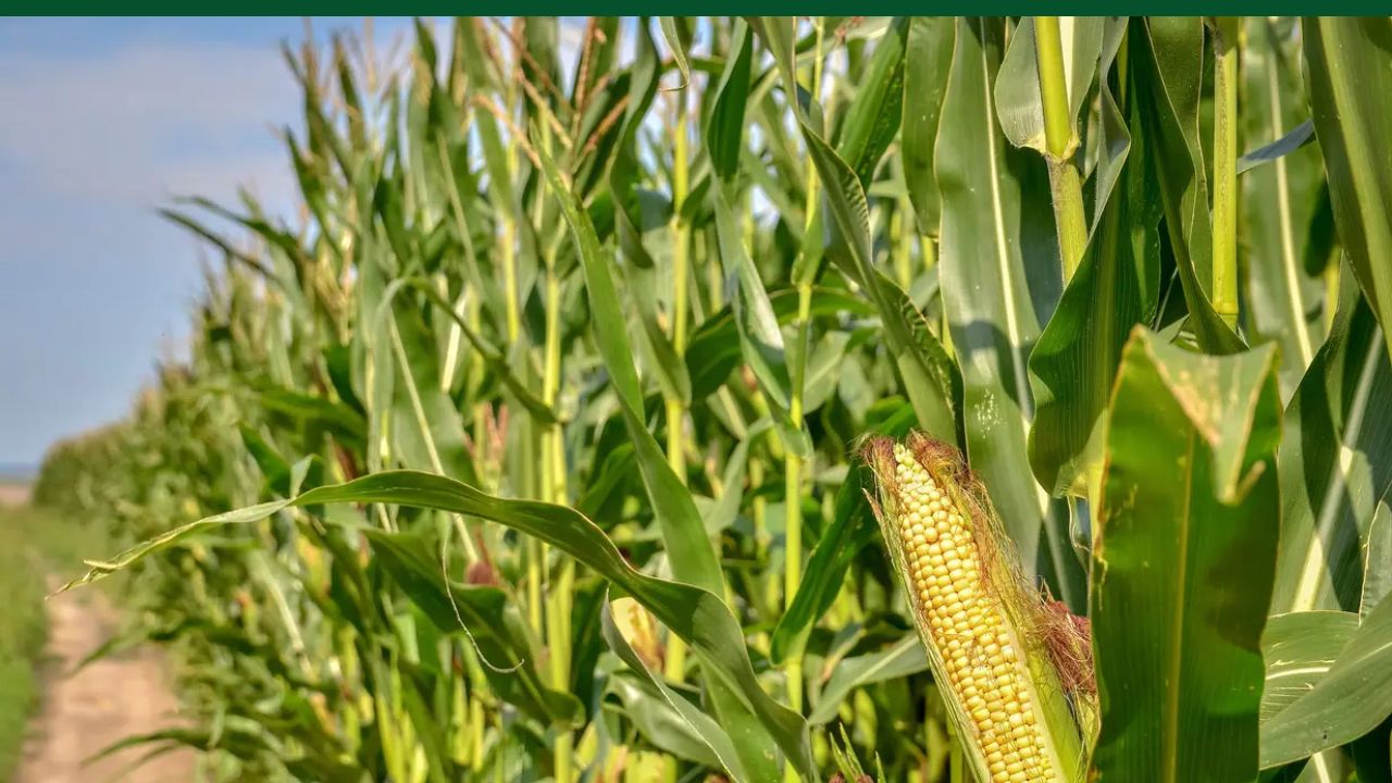 Dangerous Fall Armyworm Damaging Maize Crops For 7 Years Agriculture Director Share Pesticides Measures And Spraying Method