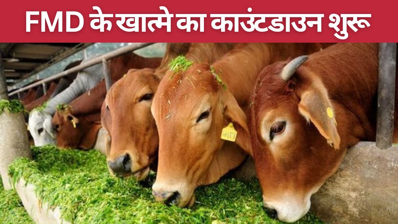 Center Govt Aims For Fmd Free Status In Nine States Within Two Years Eyes Europe Dairy Market And Fmd Cases Down 60 Percent During 5 Years