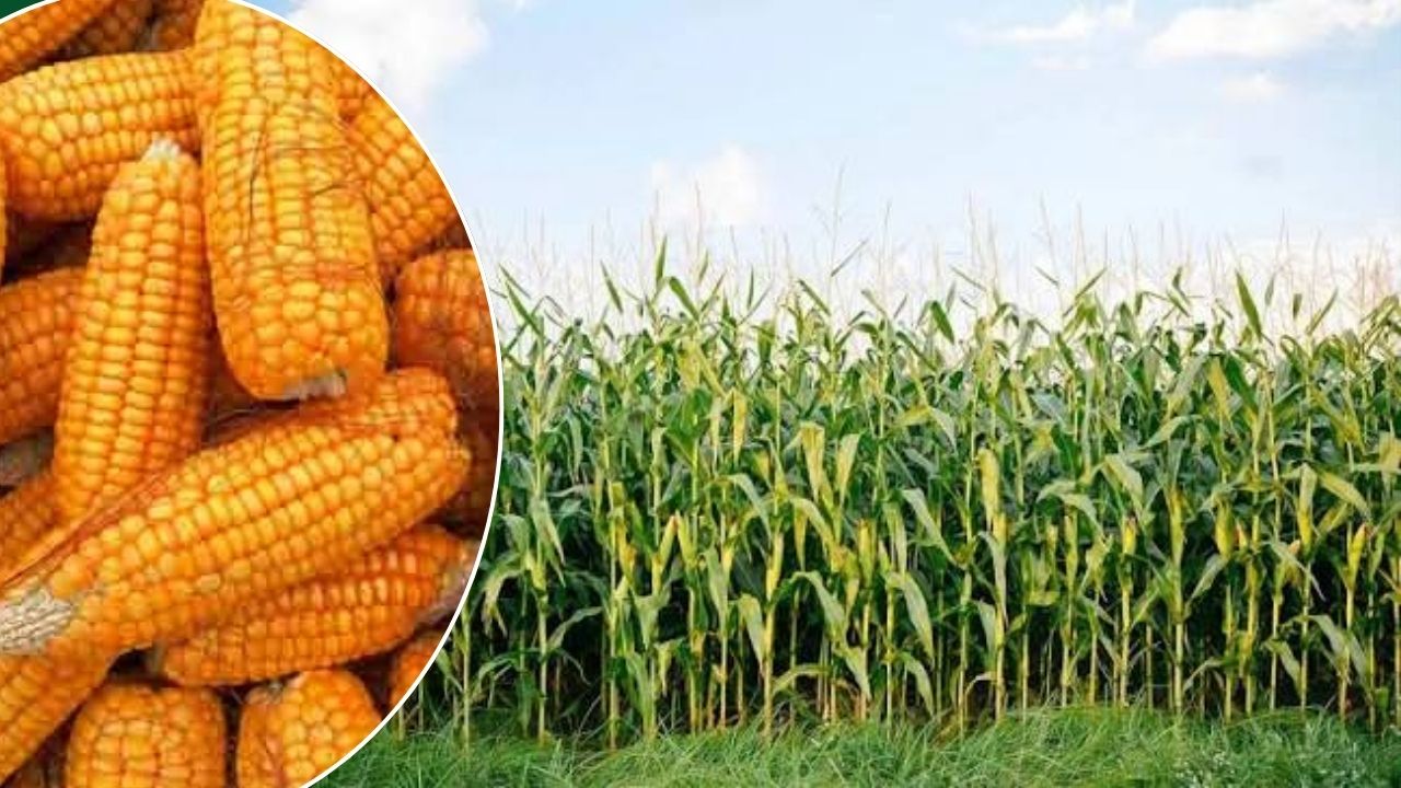 Maize Farming Cultivation Guide Best Hybrid Seeds Sowing Time Technique For Higher Yield In Kharif Season
